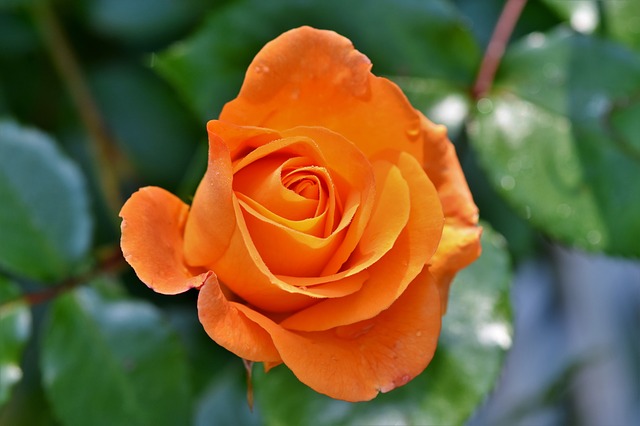 oranžový květ růže