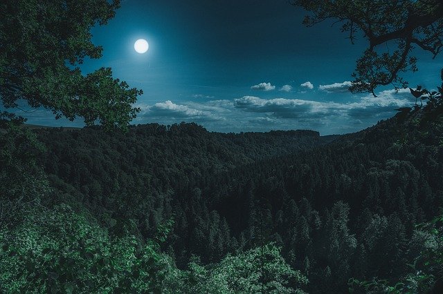noční les