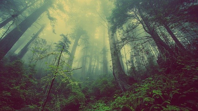 les v mlze