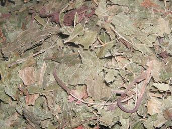 Kratom